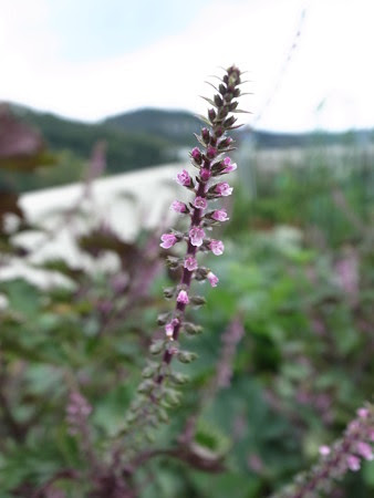シソ栽培 花が咲きました 花穂 穂紫蘇の収穫時期と食べ方レシピ 暇人主婦の家庭菜園 楽天ブログ