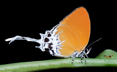 Branded Imperial butterfly and a yellow crazy ant..IMG_0337merged copy