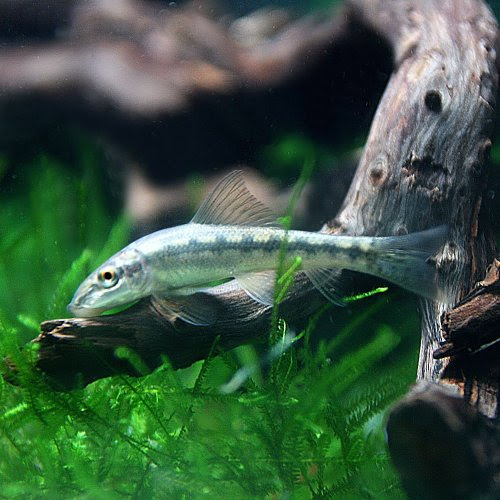 グッピーと混泳できる熱帯魚 アルジイーター はじめてのアクアリウム