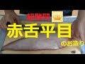 √ダウンロード シタビラメ 刺身 239206-シタビラメ さばき方 刺身