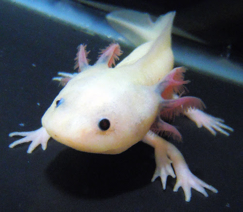 朝日新聞デジタル ウーパールーパー 三つのたんぱく質で手足再生 岡山大 ニュース特集