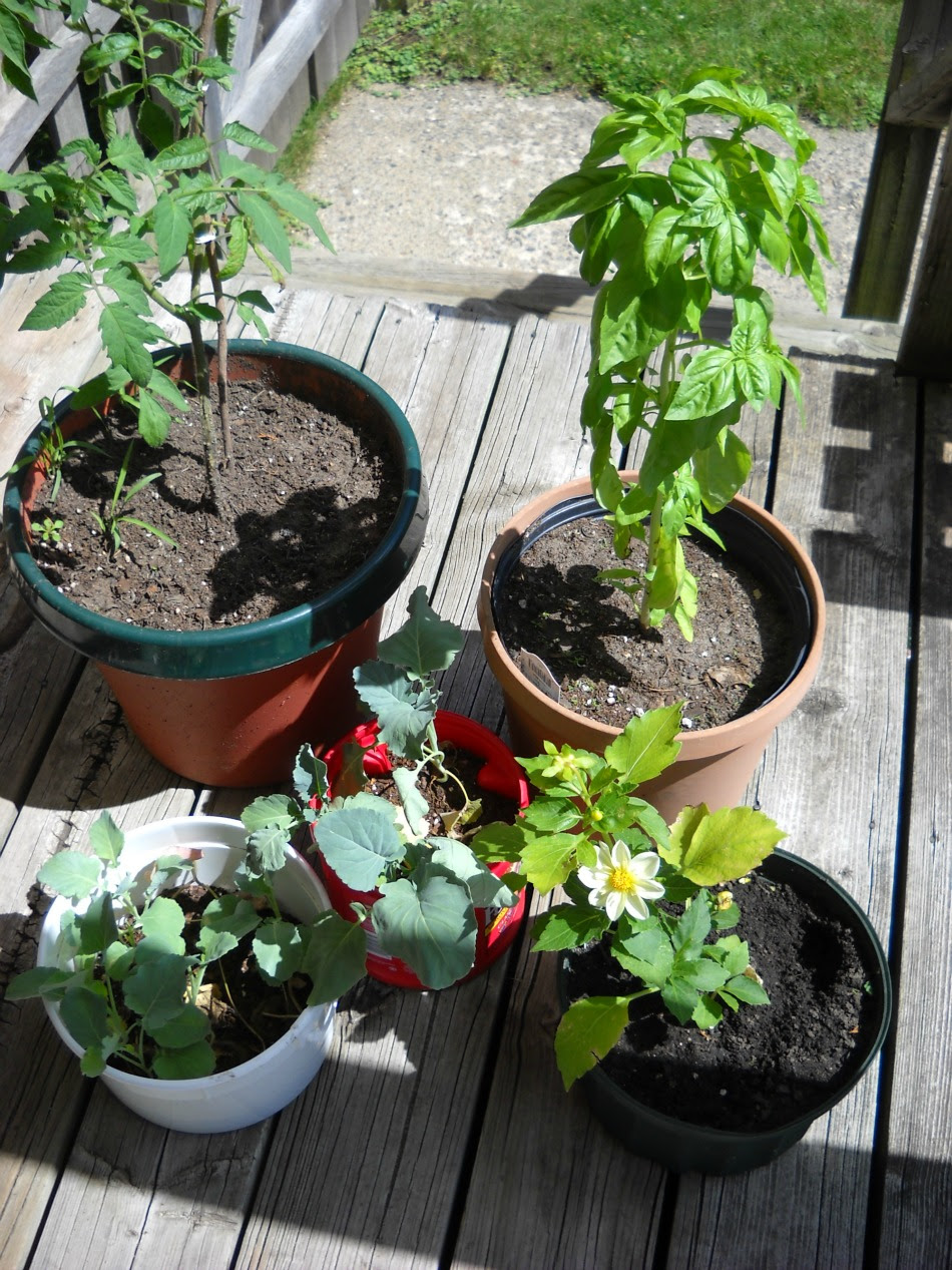 backyard gardening | Natalie M. Rotunda's Organic Pantry Blog