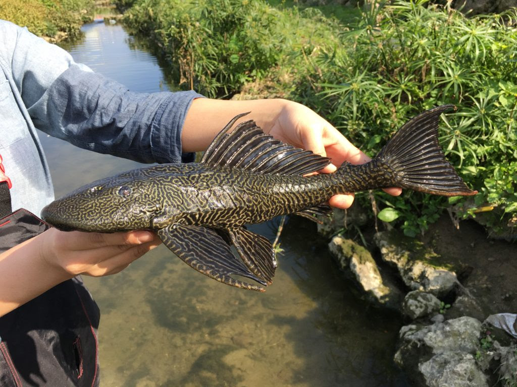 沖縄の川に棲む無敵の外来魚 プレコ マダラロリカリア とは何者か Monsters Pro Shop