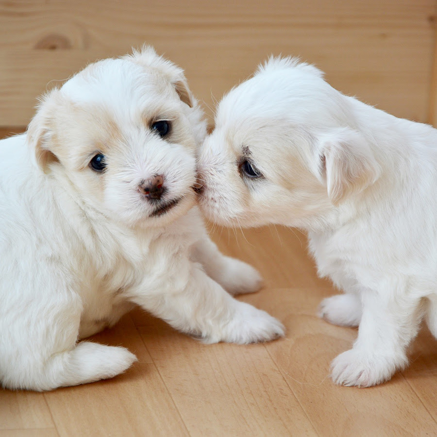 犬のオスメスの見分け方4選 犬の性別は顔で判断できる できない
