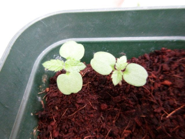 ランタナの芽 こそっと菜園