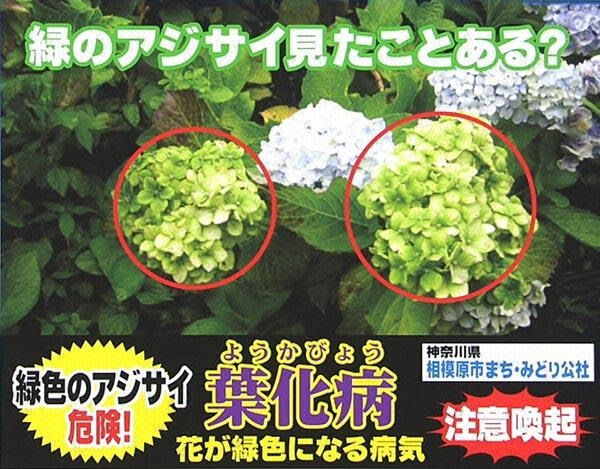 紫陽花の病気 ブログ