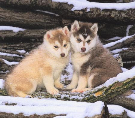 Bebe Loup