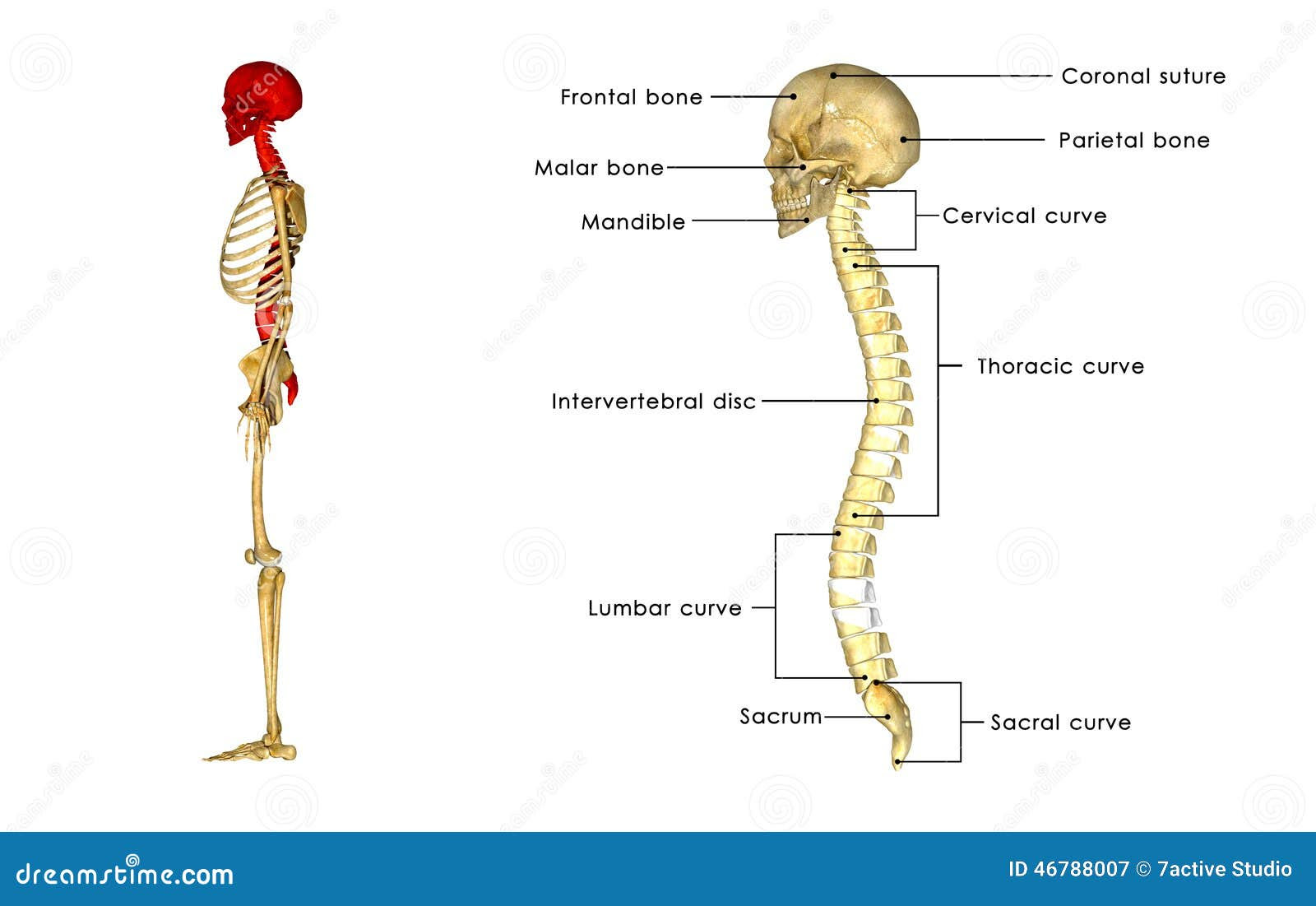Back Bone With Skull Side View Stock Illustration - Image ...