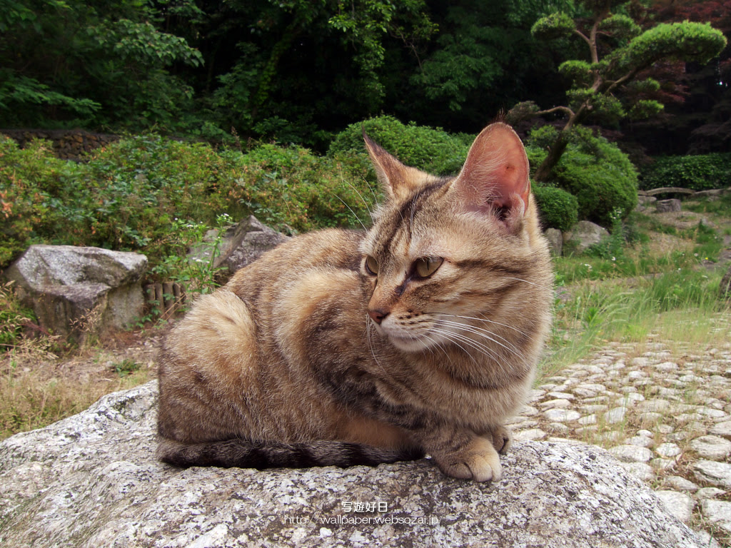 1024 768 サイズ無料 高画質 デスクトップ壁紙 公園の猫