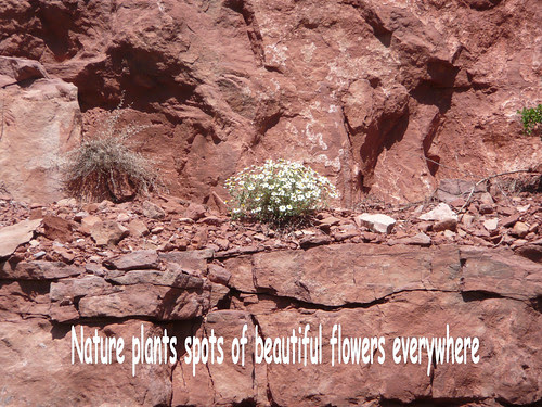 Nature's Gifts