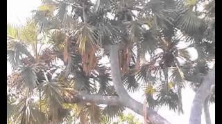 சிறுபடம்