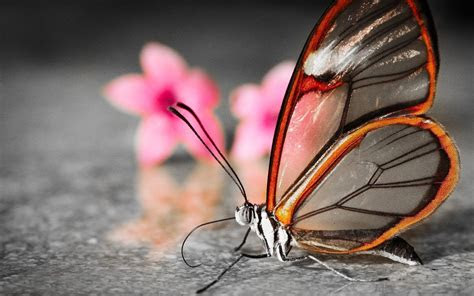butterfly wallpaper desktop wallpapertag
