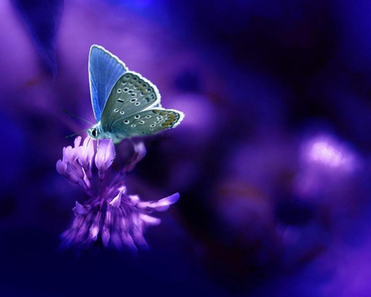 Purple Butterfly Wallpapers - Wallpaper Cave Butterfly, pink butterfly background, pink butterflies, cosmetics, heart, decorative png.
