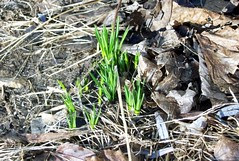 Crocus_4611