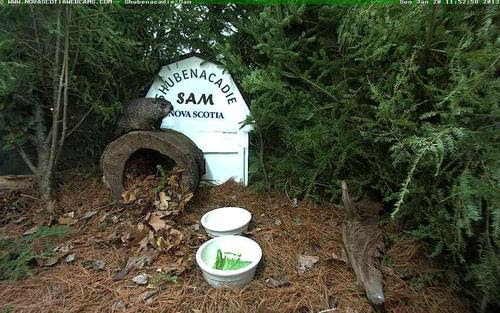 Best Shubenacadie Sam Phone and Destop