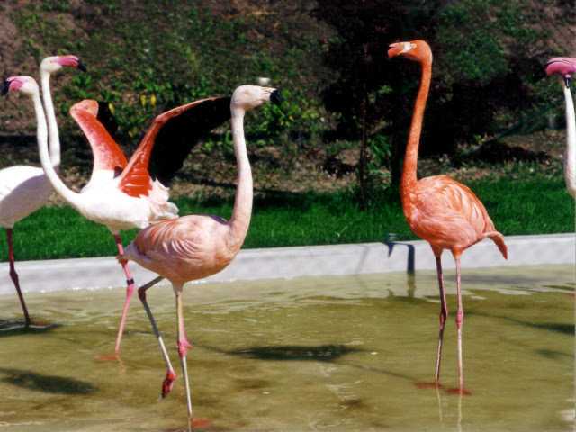 フラミンゴの画像 Hp素材としてフラミンゴの画像をフリーで公開