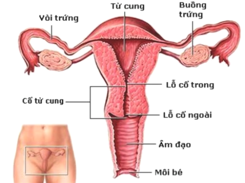 8-dau-hieu-la-canh-bao-ban-bi-ung-thu-co-tu-cung