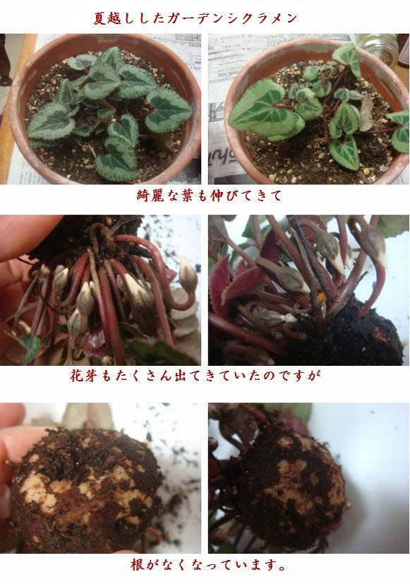 夏越しガーデンシクラメンｓｏｓ 遅蒔きビオラに花芽 小さな花宇宙 そして それから 老いふたりの小宇宙 楽天ブログ