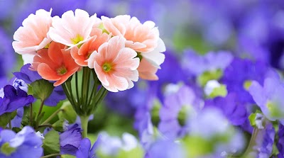 Wallpaper Flowers Images Download