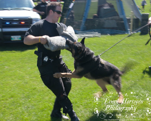 Police Dog