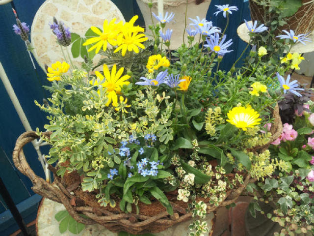 明るい黄花を際立たせるブルーの花との寄せ 熊本の大型総合園芸店 ナーセリーズ
