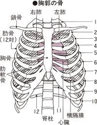 肋骨骨折 肋軟骨骨折 長崎市のはしぐち整骨院 日曜営業 交通事故治療 足底筋膜炎