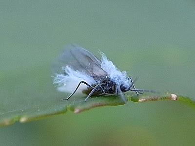 雪虫 綿虫 オオワタ の写真 空と猫と 海と犬と 風と馬と 楽天ブログ