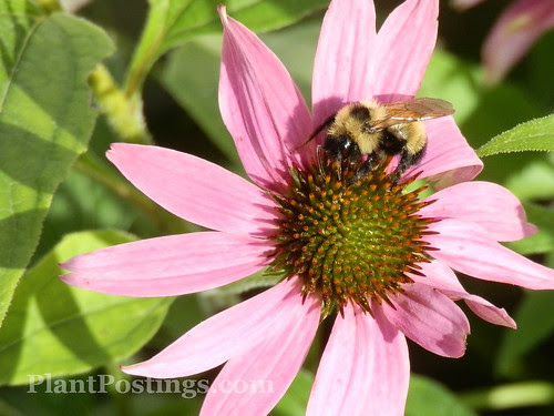 bumble6
