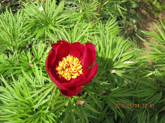 糸葉芍薬 花き温室