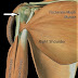 Posterior Shoulder Tendon Anatomy / Joints and Ligaments - Anatomy And Physiology I with ... : Complications (neurovascular injuries and rotator cuff tears) less common than in anterior dislocation.