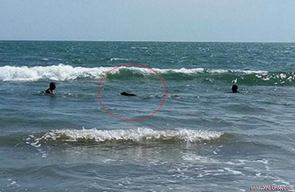  Hải cẩu nô đùa cùng khách tại khu bãi Dương, thị trấn Phan Rí Cửa. Ảnh: Báo Bình Thuận