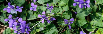 Ground Cover With Small Purple Flowers : ROCKCRESS 'Aubrieta' ~Purple Jem~ Dwarf Ground Cover 25 ... / Upright stalks of pink or purple flowers in early summer add to the overall height, but you can find cultivars that bloom rarely or not at all.