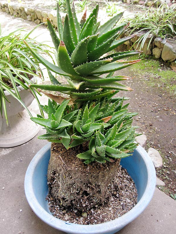 アロエ不夜城 Aloe Nobilis の仕立て直し