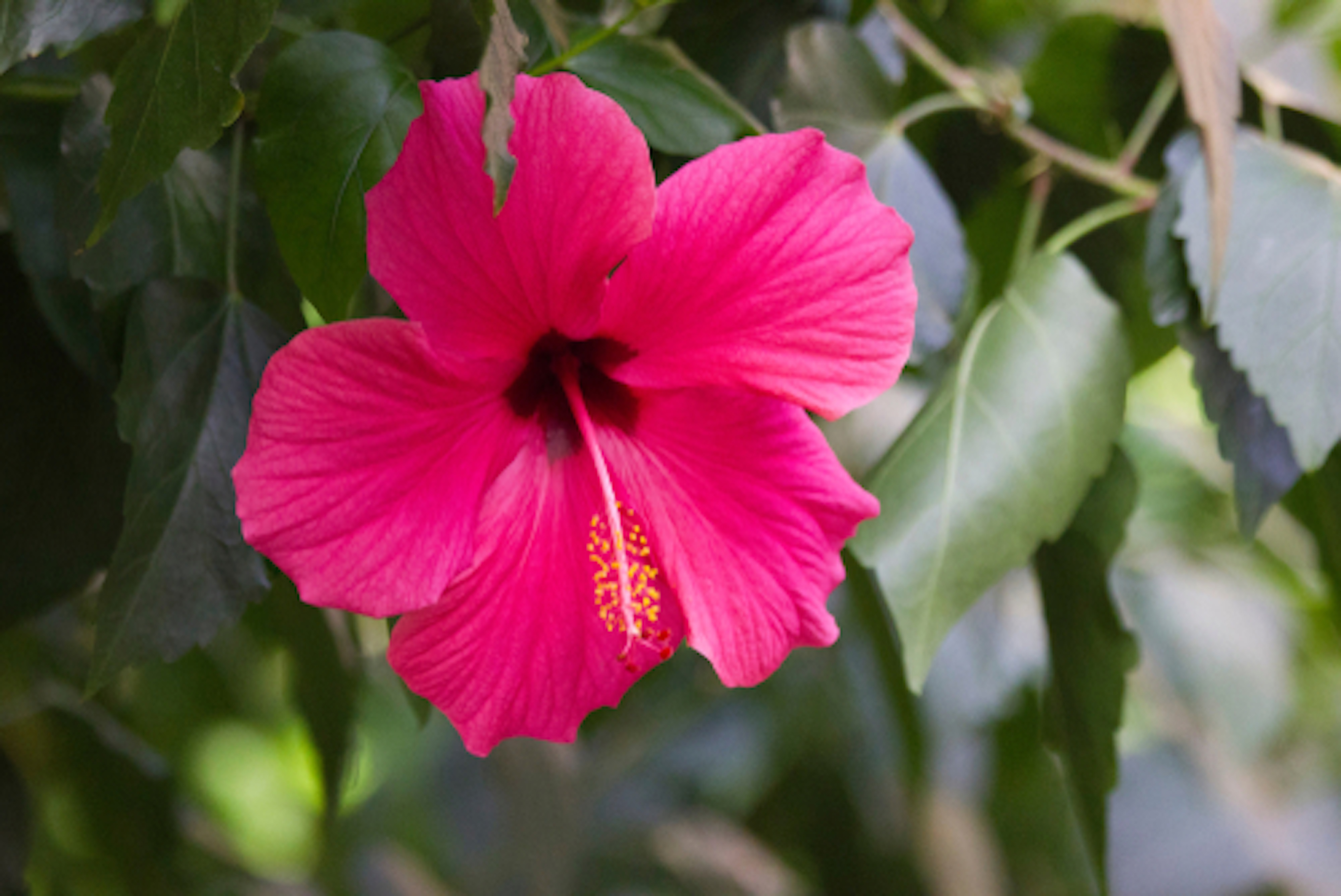 ハイビスカスの花言葉を色別に紹介 植物navi