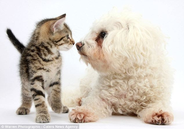 You wanna start something? Stanley goes nose to nose with a Bichon Fris