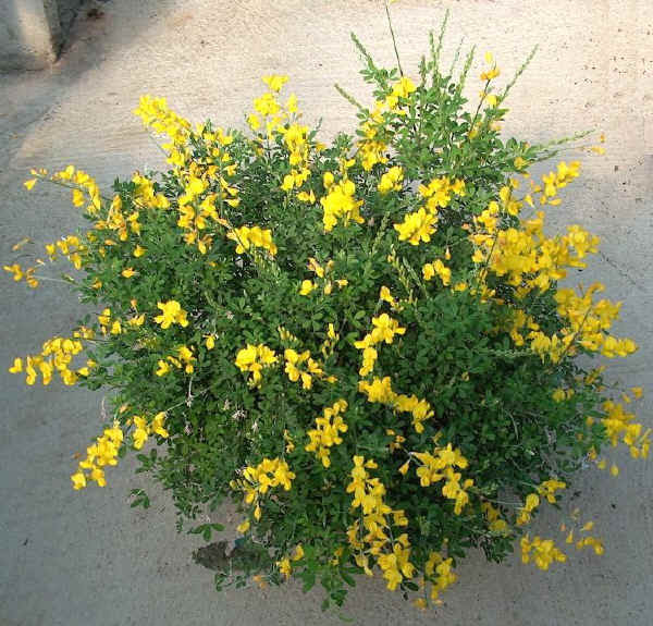 Piante da vaso: Cytisus, Citiso, Citisus, Cytisus albus o ...
