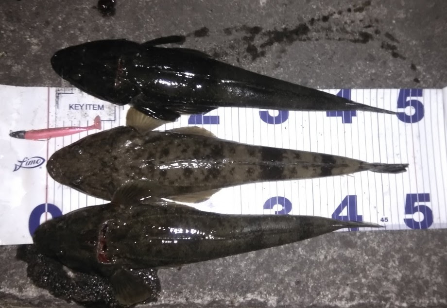仕事帰りの釣りログ ショアラバでマゴチ 波動を変えてチャイロマルハタ
