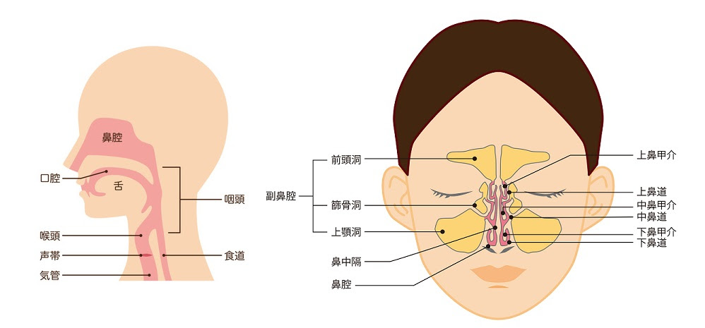 副鼻腔炎 蓄膿症 の症状 原因 治し方 いながき耳鼻いんこう科クリニック 愛知県豊橋市