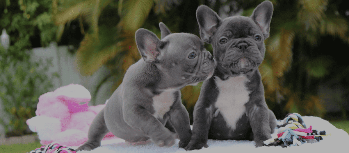 41 HQ Images French Bulldog Breeders Va Beach / Home