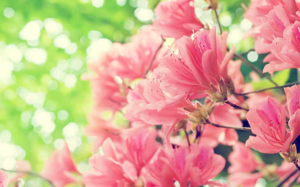 http://s5.favim.com/orig/53/beautiful-flowers-nature-photography-Favim.com-489187.jpg