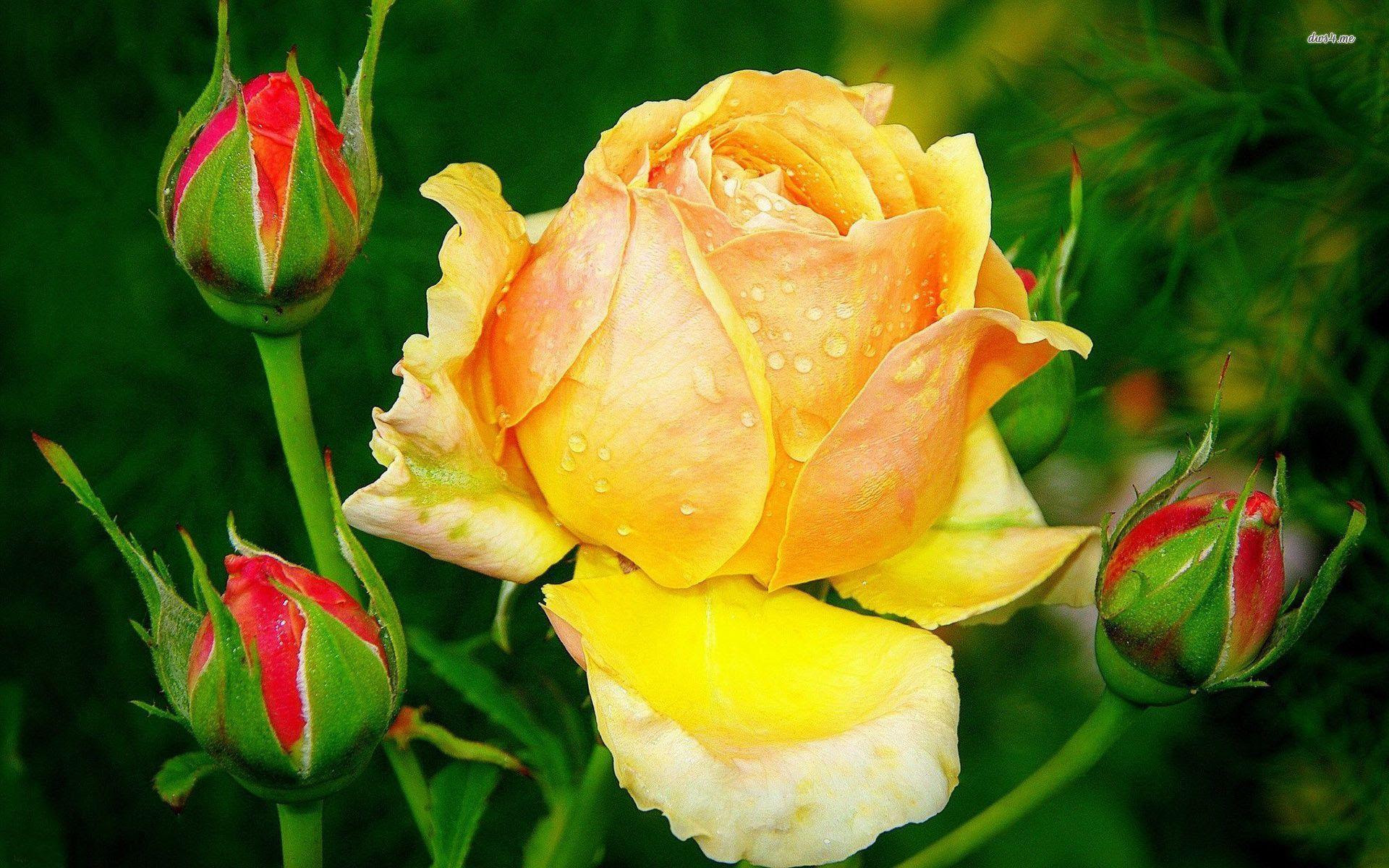 Download Wallpapers Yellow Rose - Wallpaper Cave
