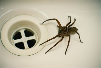 Spider In Bathroom: Interior Decorating Tips
