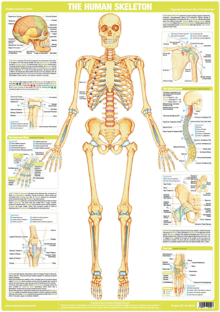 Human Skeleton Poster - Chartex Ltd
