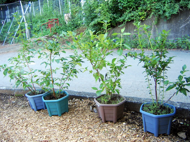 ブルーベリー狩りの鳴沢ブルーベリーファームブルーベリーの育て方