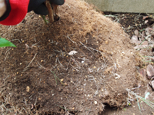 ブルーベリーの植え替えや移植で樹を抜く方法 ブルーベリー収穫奮闘記