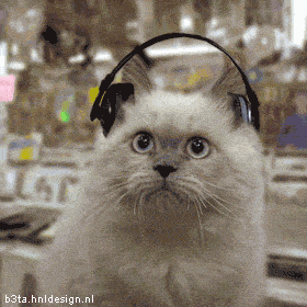 kucing musik