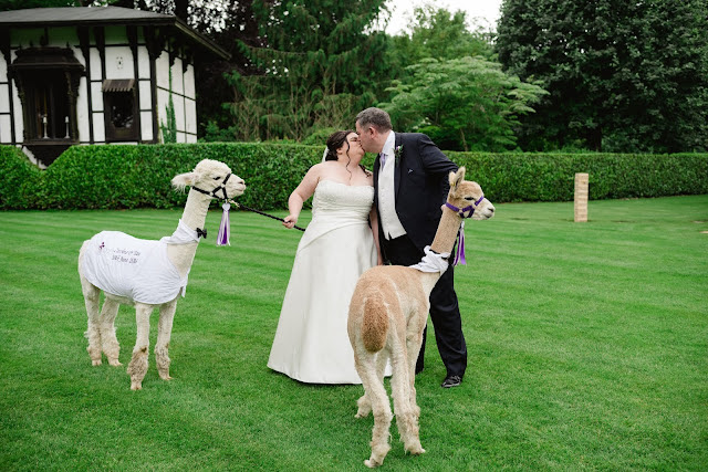 alpaca wedding