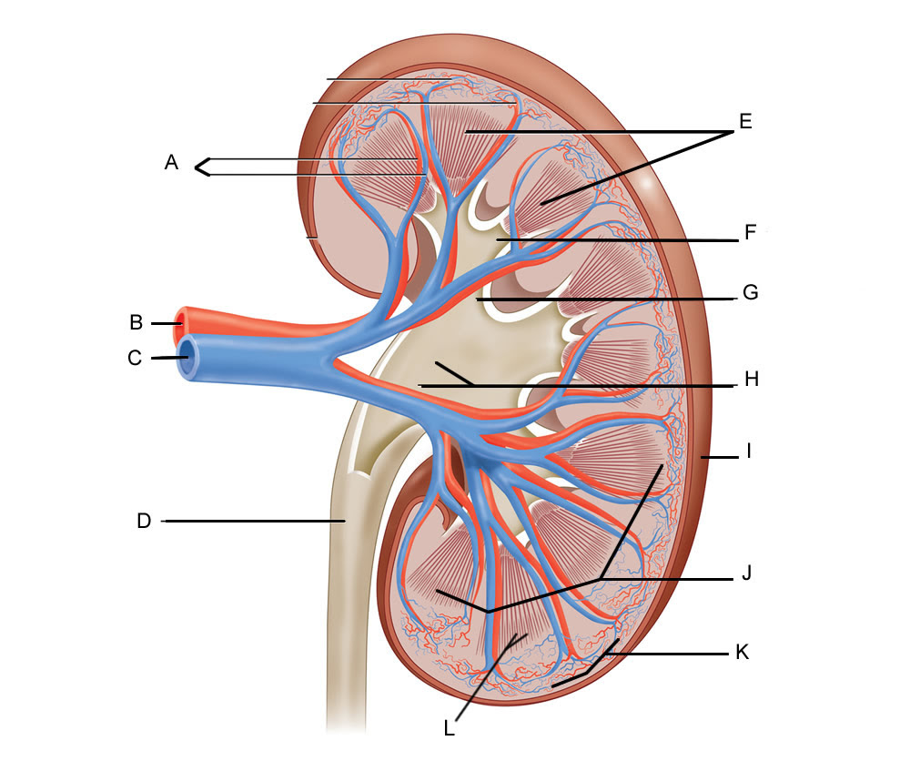 Label the Kidney