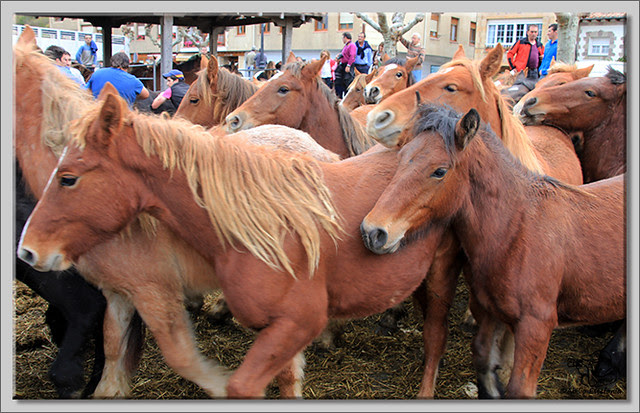 6 Feria de ganado en Potes 2013