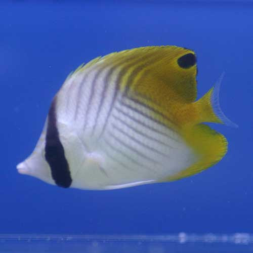 パウパウにいる海水魚の一部ご紹介 熱帯魚ショップパウパウアクアガーデン